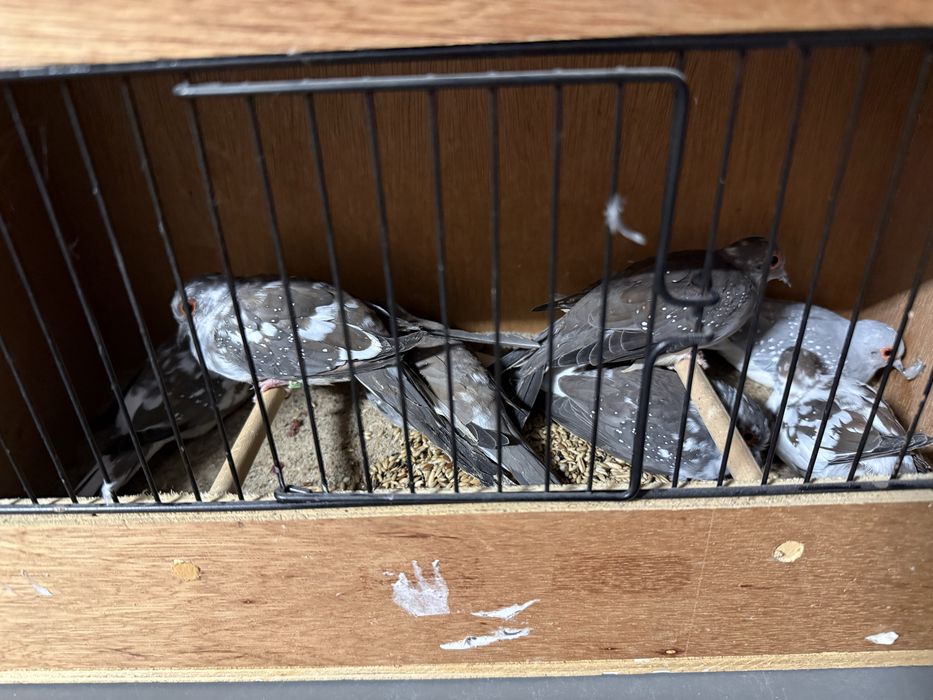 Golabki diamentowe Likwidacja