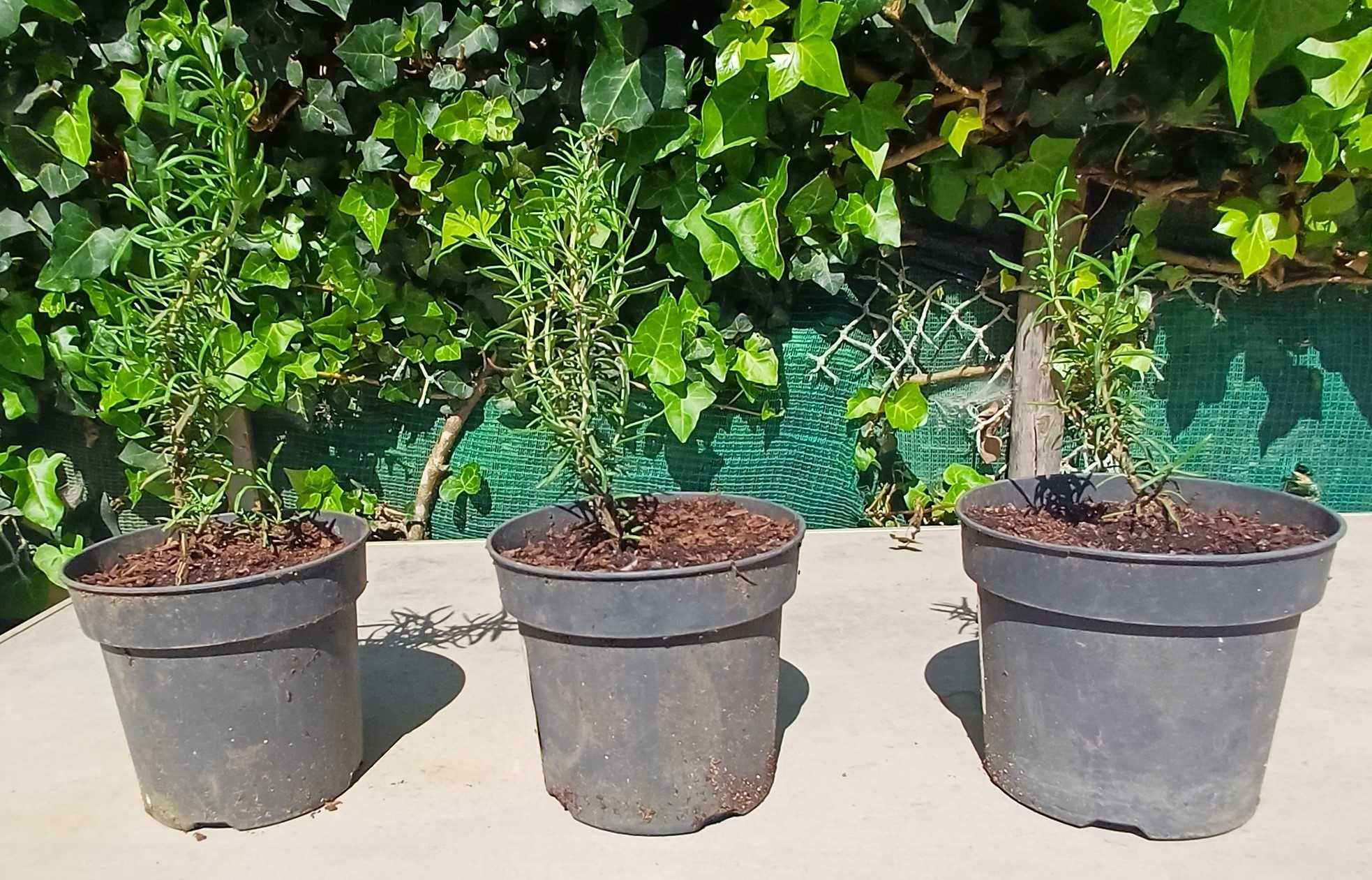 Planta Alecrim biológico em vaso