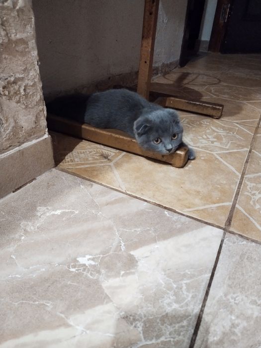 Продам шотландскую кошечку.