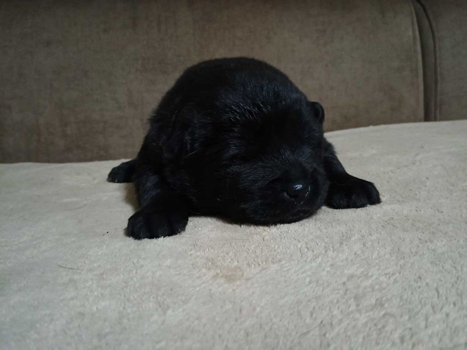 Vendo cachorro Chow chow