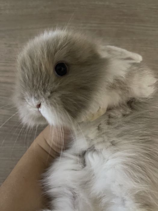 Кролик висловухий , МиниЛоп, елітні карликові кролики