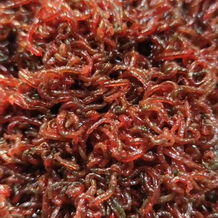 Кормовий мотиль для акваріумних риб, чи риболовлі