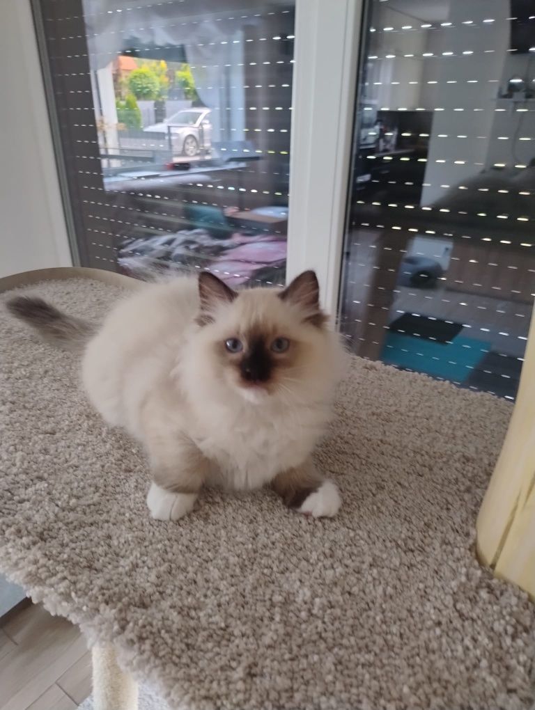 Kropka koteczka Ragdoll, rodowód, gotowa do odbioru