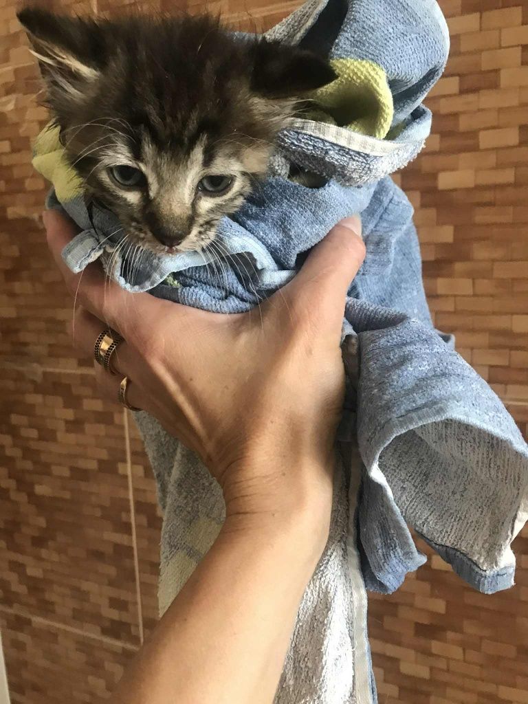 Кошеня. Кіт. Киця.