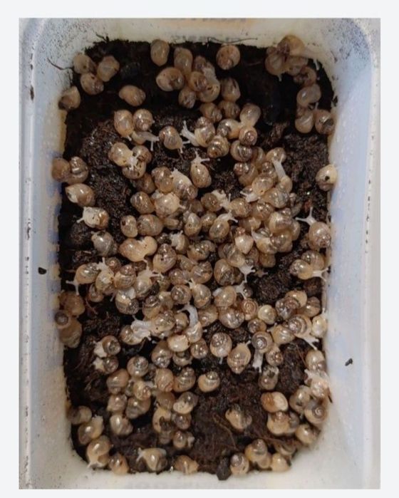 Karmówka - węże, jaszczurki i inne