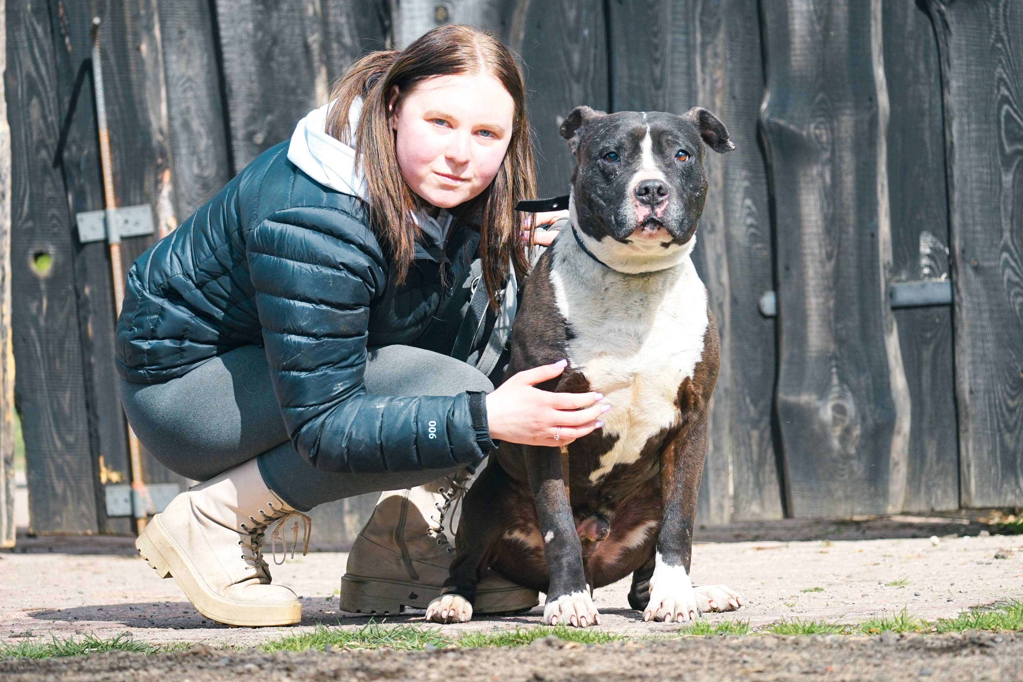 KAKTUS - pies w typie amstaff szuka domu