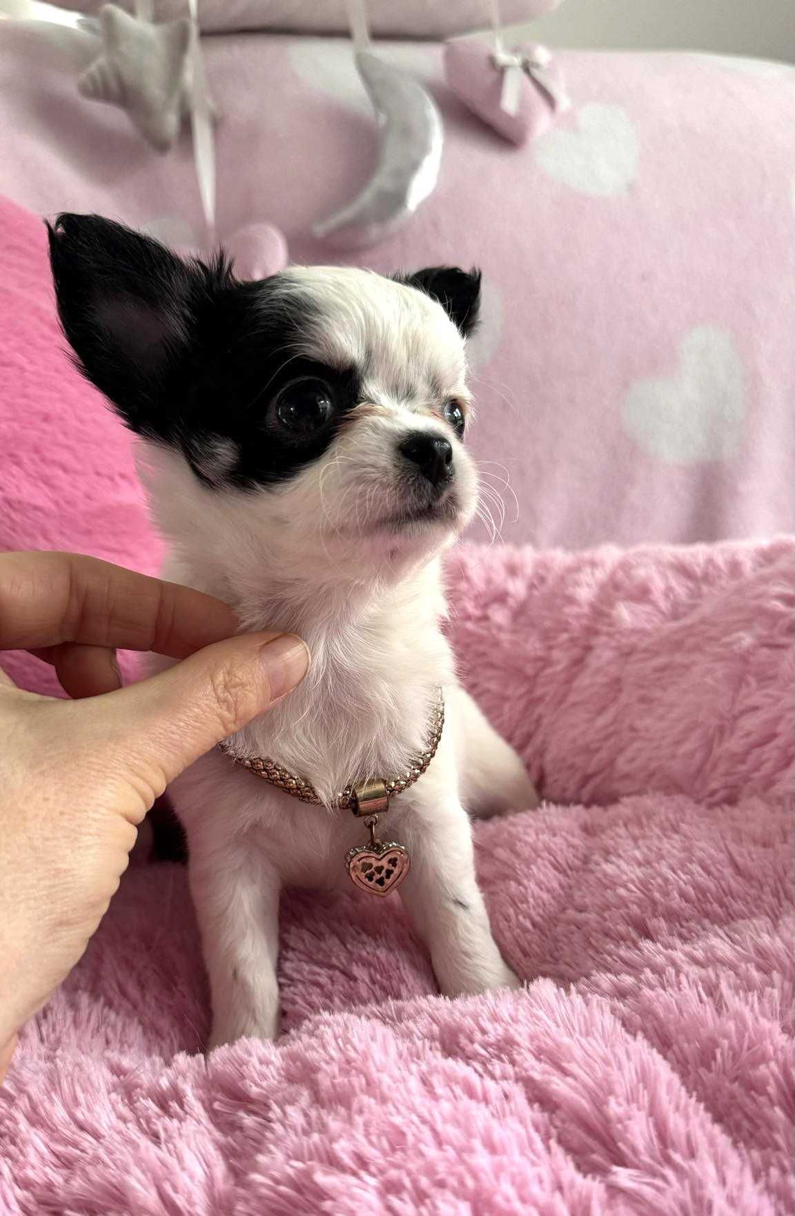 Chihuahua Piękna **Mini Suczka**. Biała z czarnym. Do 1,7kg. Jassi.