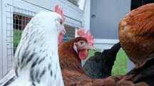 Kury Nioski Rosa Messa Leghorn Tetra kurki z jajkiem 25tyg.Z DOWOZEM!