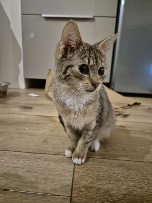 Koteczka 3 miesięczna szuka domu