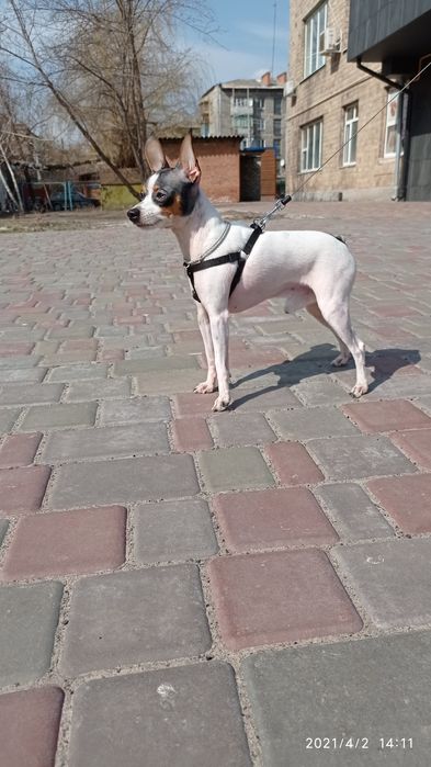 Вязка американський той-фокстерьер,НЕ РОЗВ'ЯЗАНИЙ