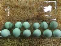 Інкубаційне яйце зеленого та блакитного кольору