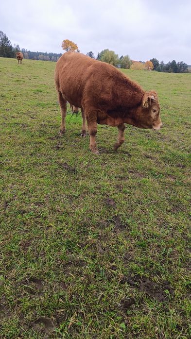 Sprzedam odsadki 16 szt