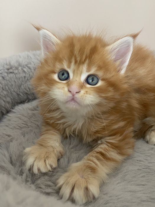 Maine Coon - RED TABBY (com LOP)