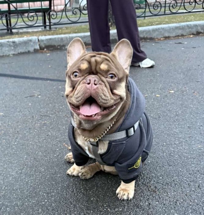 Ищем девочку  для вязки