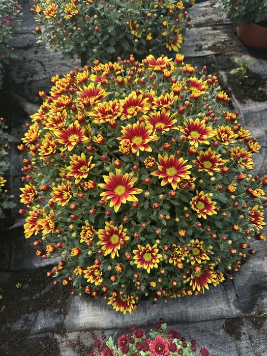 Aktualizacja Zdjęc. Chryzantema Doniczkowa 2025