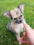 Długowłosa suczka chihuahua