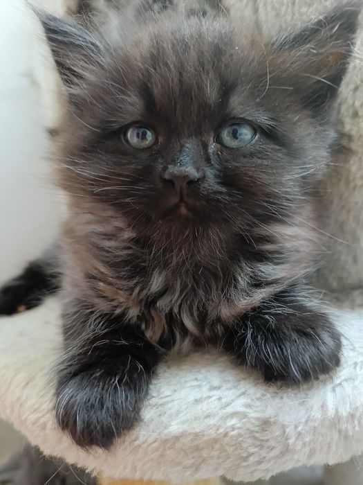 Kocurek Syberyjski .Gotowy do zamiany domu.