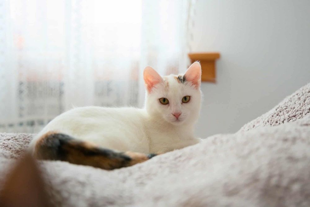 Migotka - śliczna kotka do adopcji