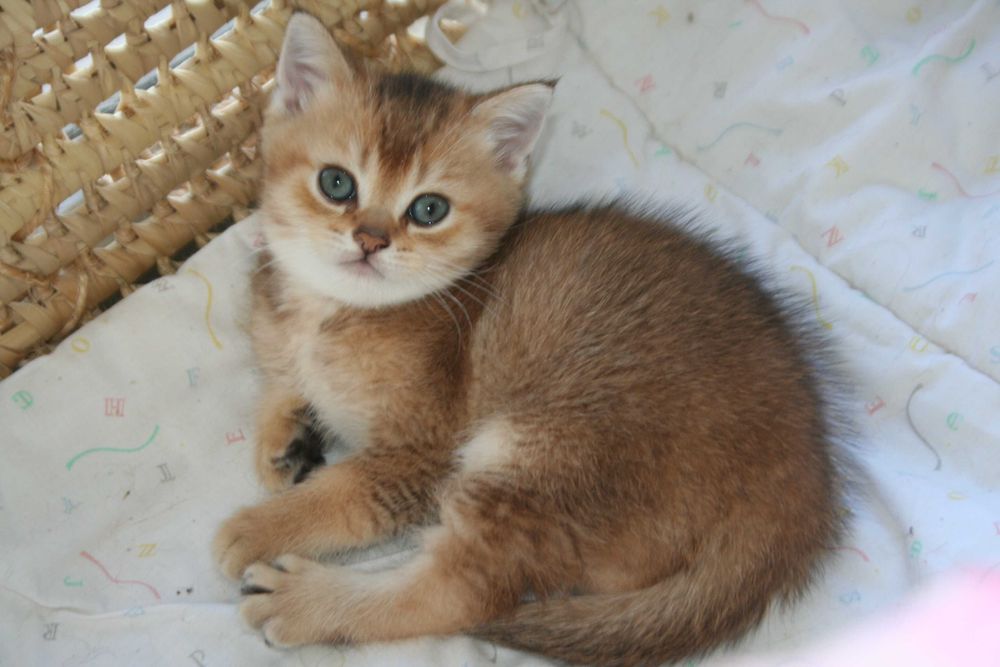 Шиншилятко з розумними очима