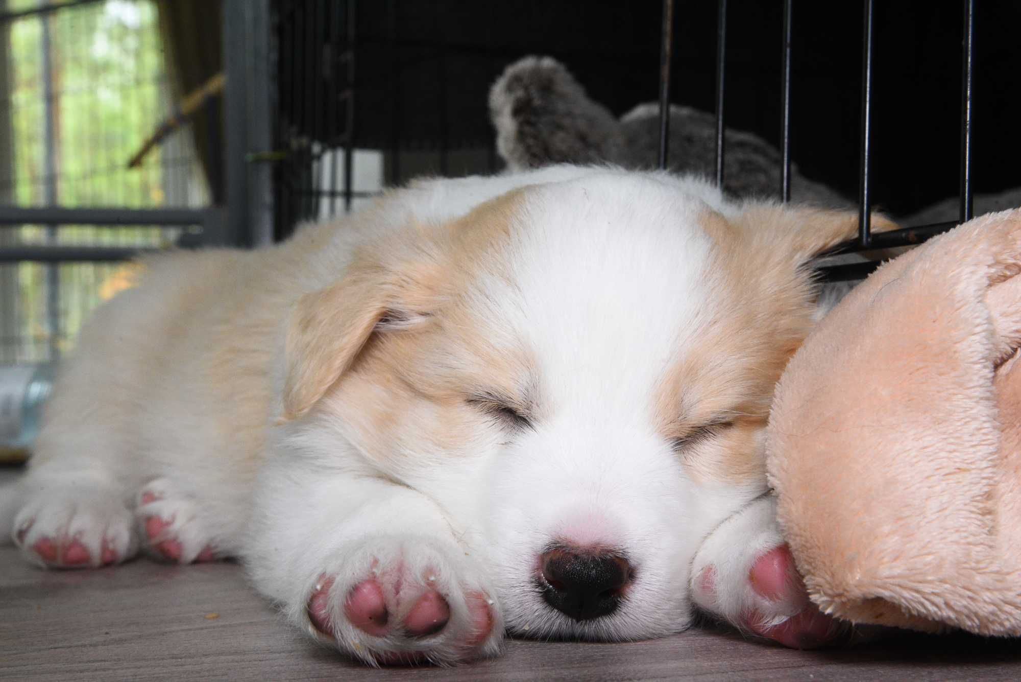 Szczenięta border collie, FCI