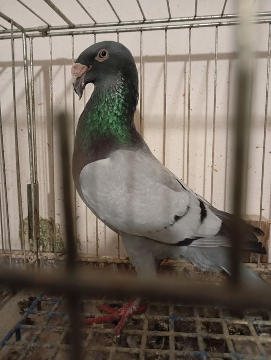 Rzeszowski, Rzeszowskie