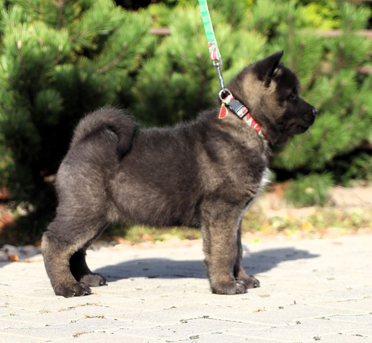 Akita Amerykańska suczka
