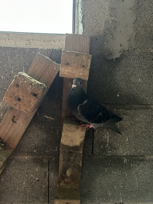 Vendo pombos correios de 2025