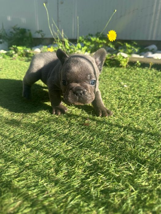 Bulldog Francês Exótico