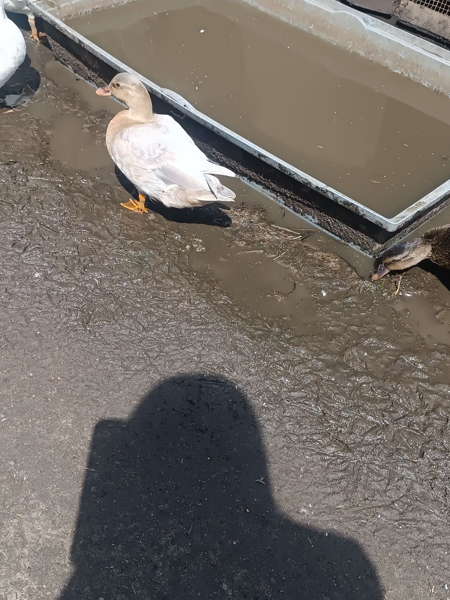 Sprzedam kaczki i kaczorki rasy Call Duck oraz krzyżówki Call Duck.
