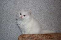 Продам белых ангорских котят.