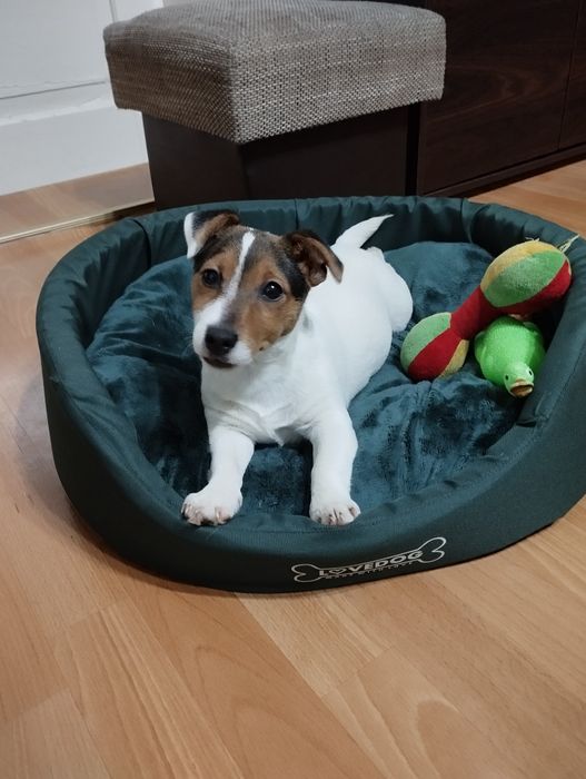Jack Russell terrier - suczka