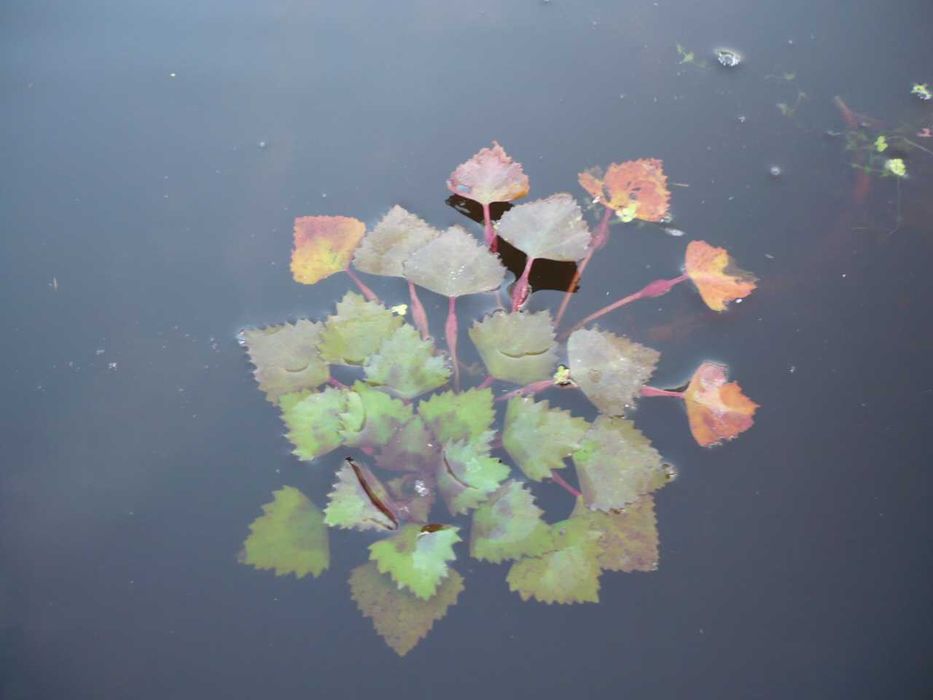 Rośliny wodne, rośliny przybrzeżne , Kamieńsk lesiakowski.pl