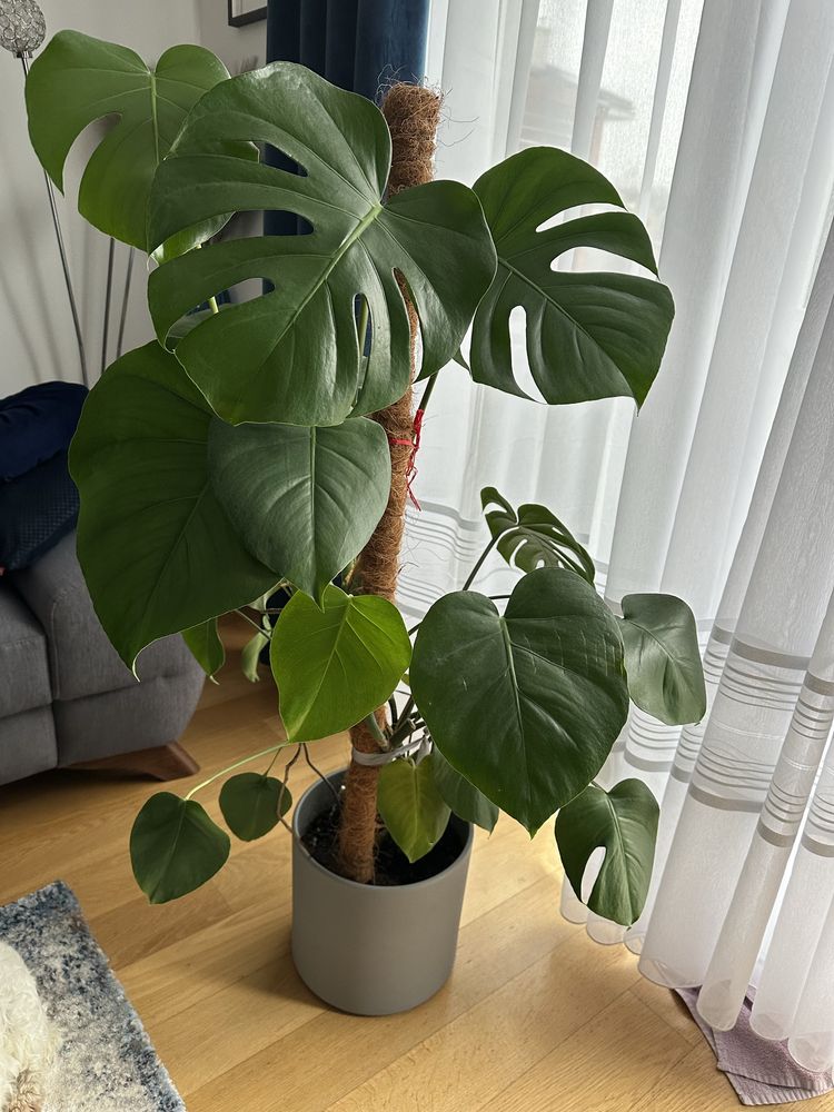 Monstera ok 1m wysokosci