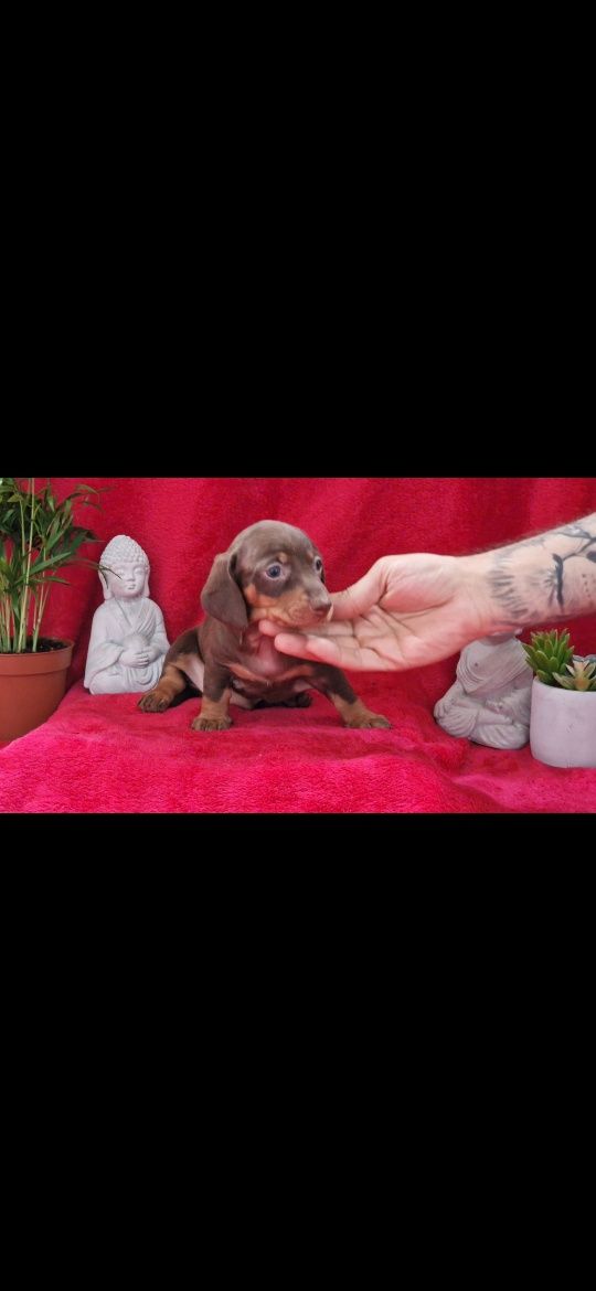 Excelente macho teckel kaninchen