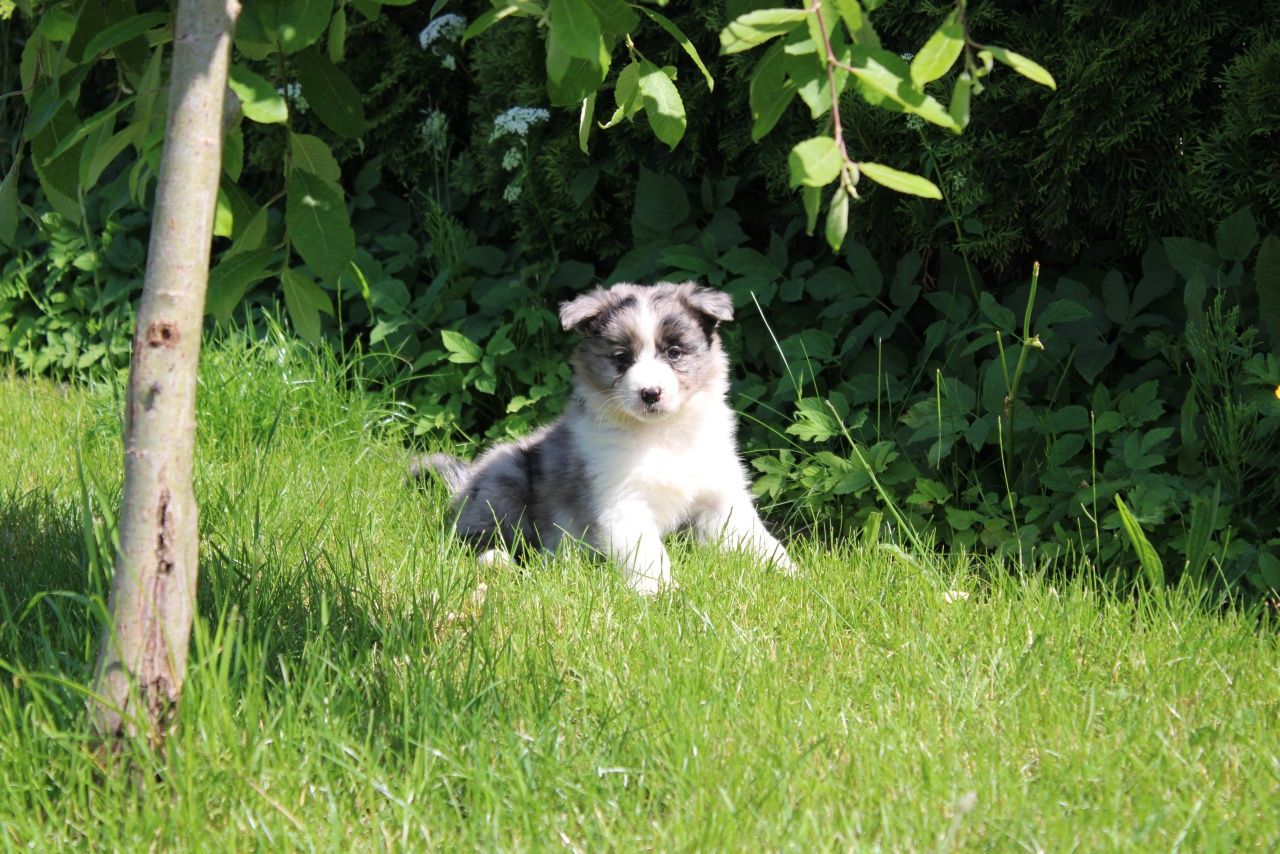 GOTOWE DO ODBIORU! Border collie suczka blue merle