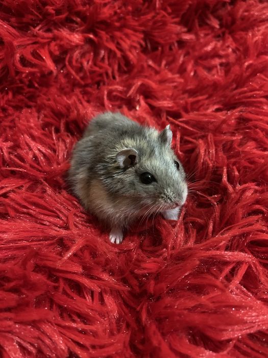 Хомʼячки джунгарики