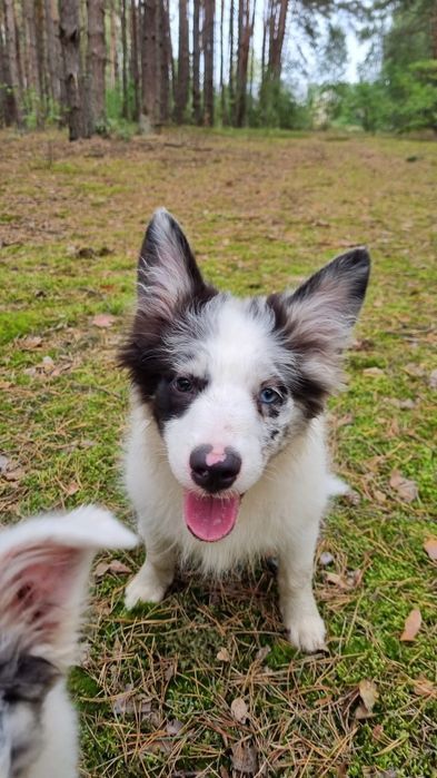 Border Collie szczeniak suczka blue merle