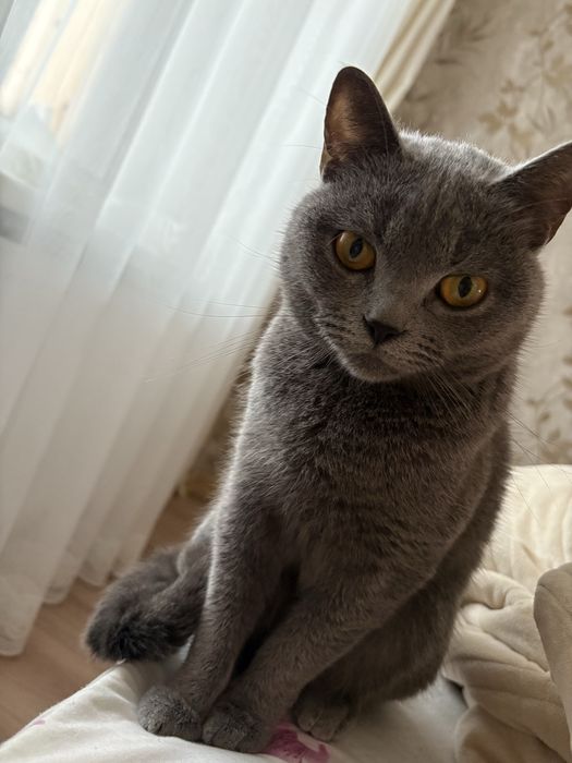 Віддам кицю в добрі руки