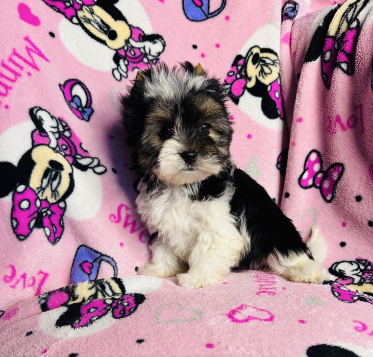 Piękna dziewczynka york biewer