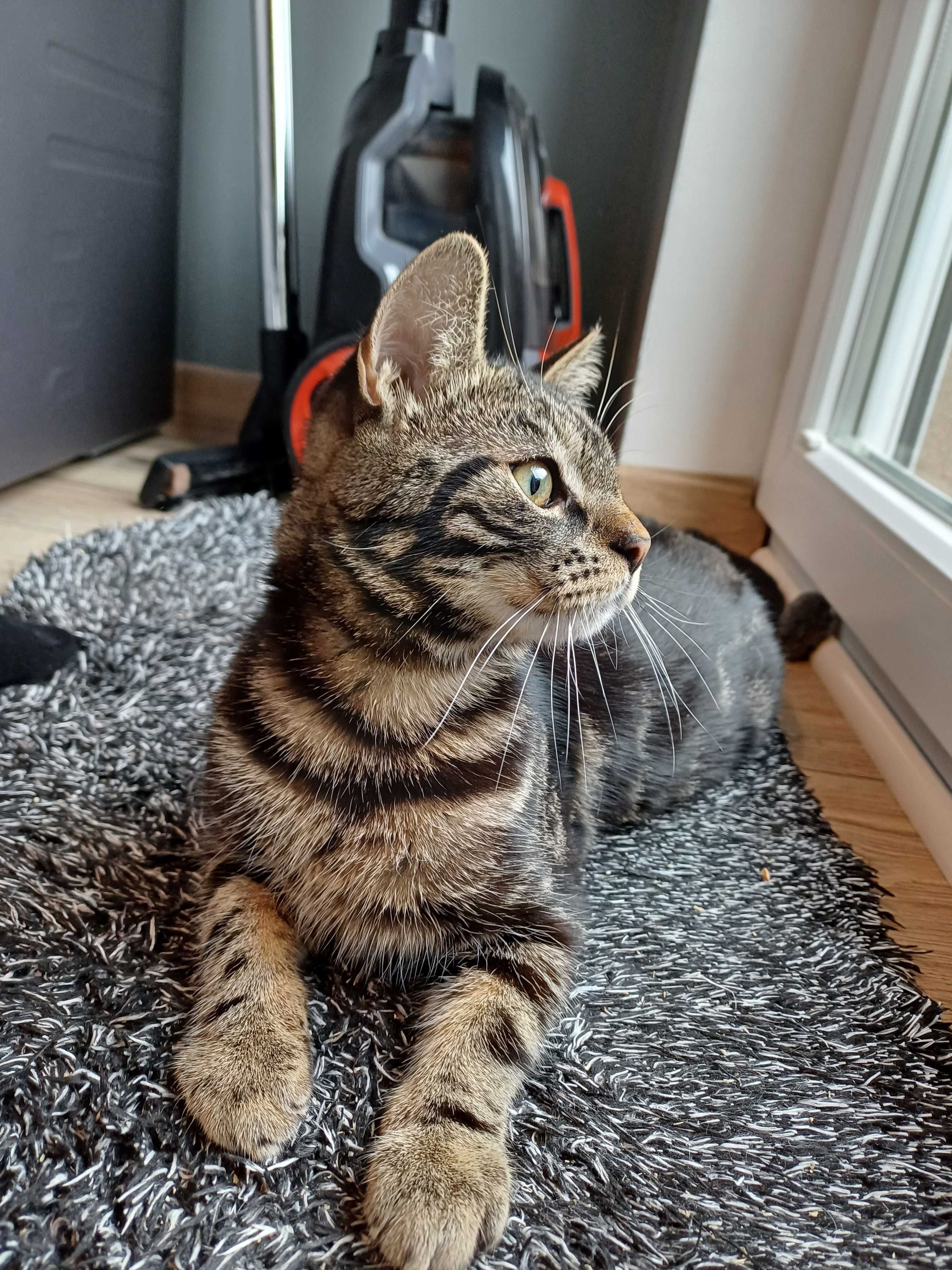 Wincent, Wini, Centuś - uroczy kocurek do adopcji