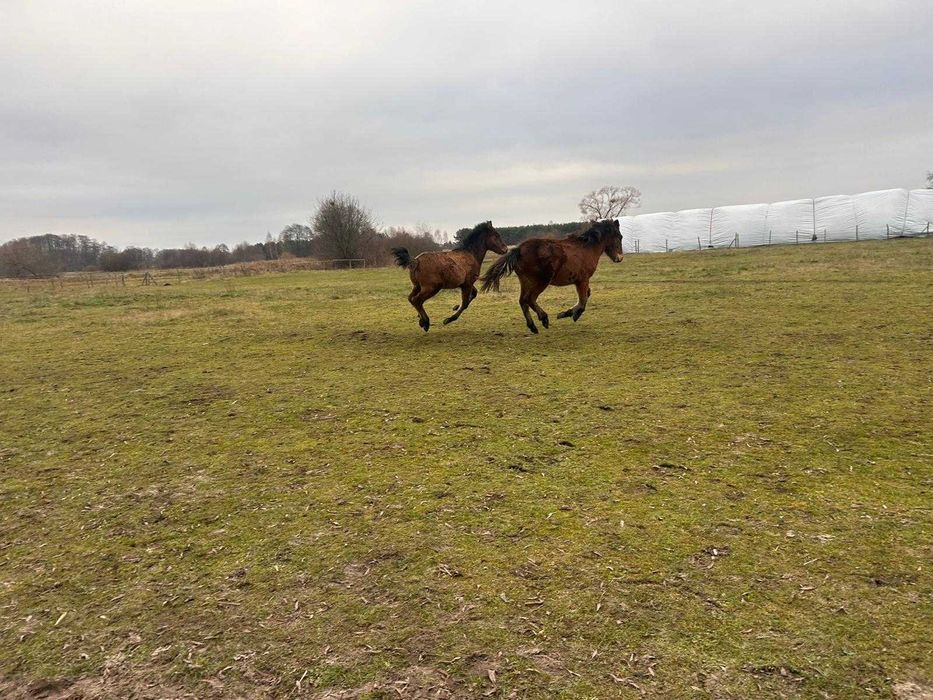 Sprzedam ogierki huculskie