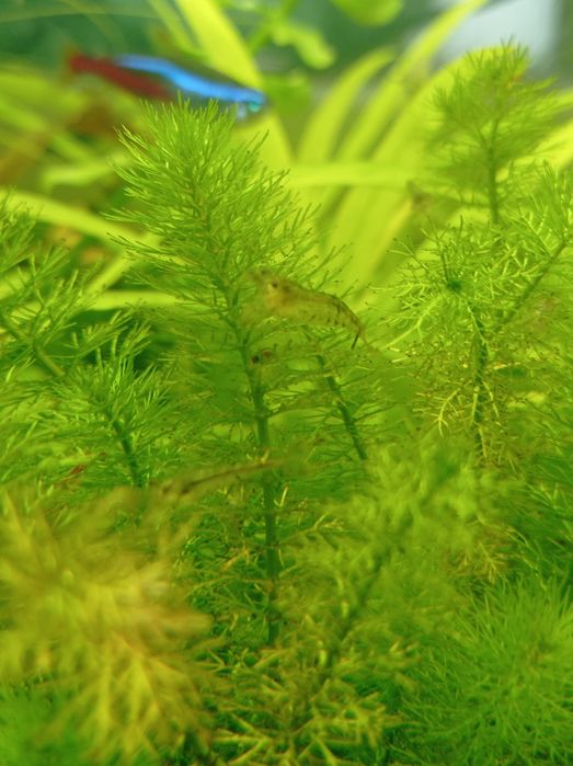 Неокардинка. Аквариумная.