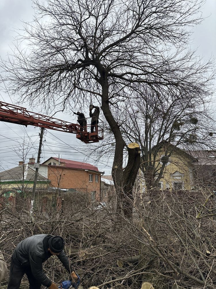 Послуги подрібнення гілок, оренда подрібнювача, зрізання дерев