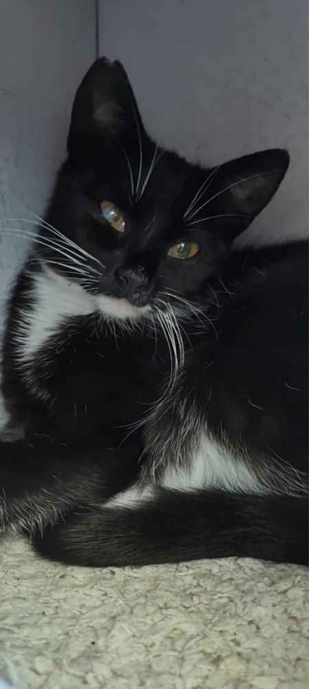 Kotka Melisa do adopcji