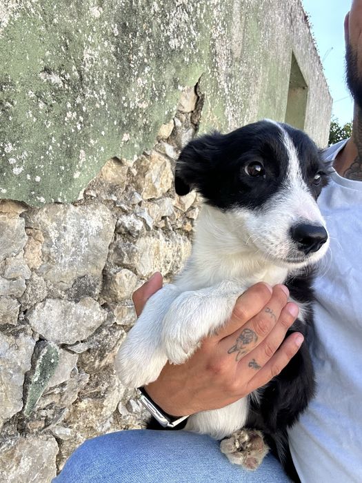 Excelente Menino border collie 3 meses