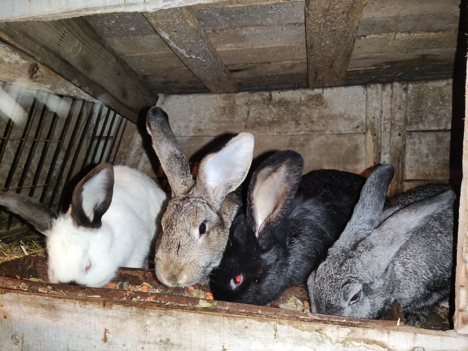 Продам взрослых кролей