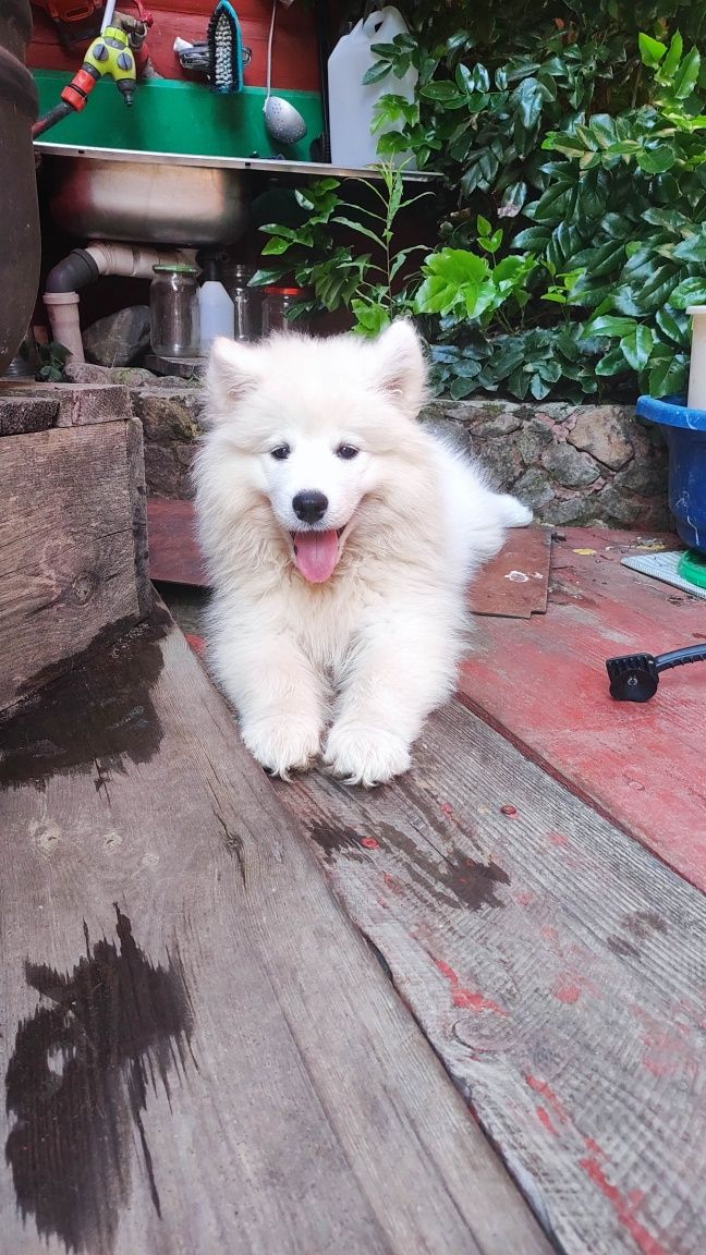 Piesek Samoyed PFK ACW gotowy do zmiany domu + ubezpieczenie zdrowotne