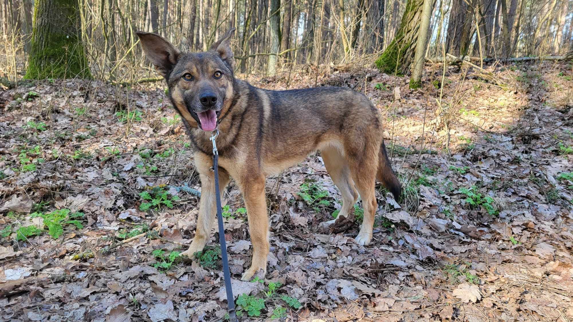 Suczka w typie malinois szuka odpowiedzialnego domu