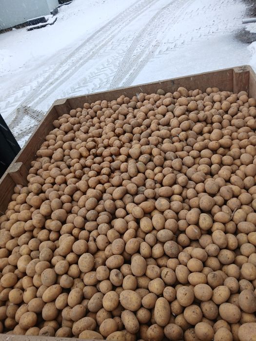 Sprzedam ziemniaki jadalne 30-45 CORINA Rok po centrali.