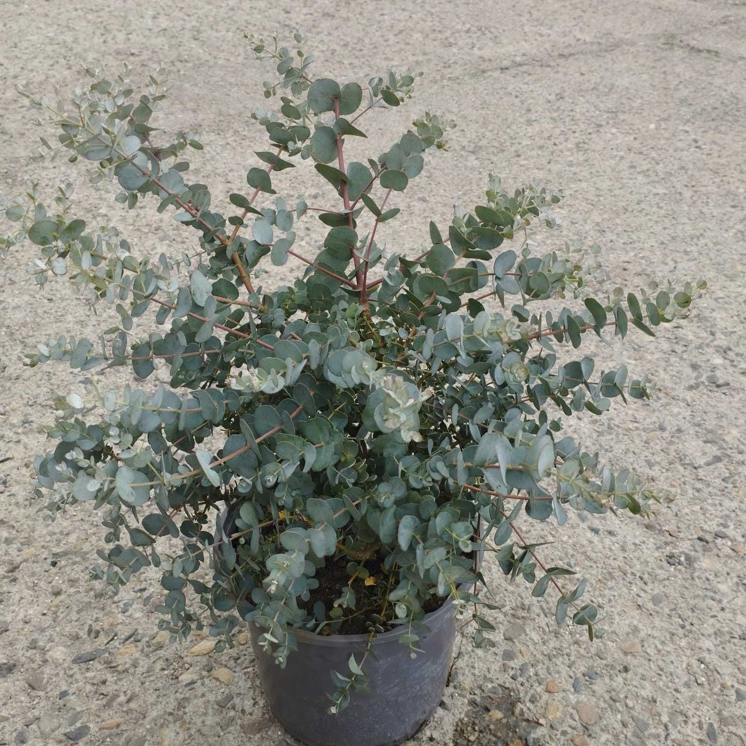 Eucalyptus 17Ø 60cm eukaliptus